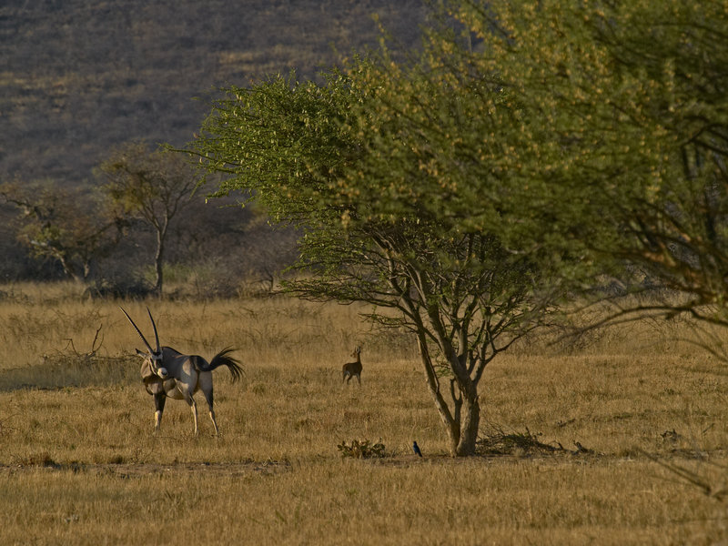 Oryx, Okonjima, Dikdik